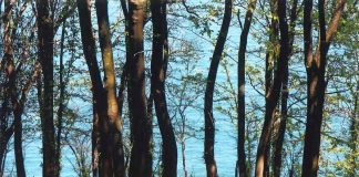 My forest by Meral Agar