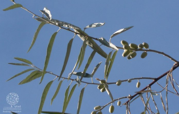 oliveiras_do_paraíso_
