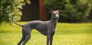 Explosão por Alexandre O’Neill