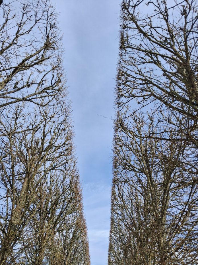 PARIS 2026_TÍLIAS PODADAS