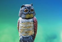 Corujas espanta-pombos